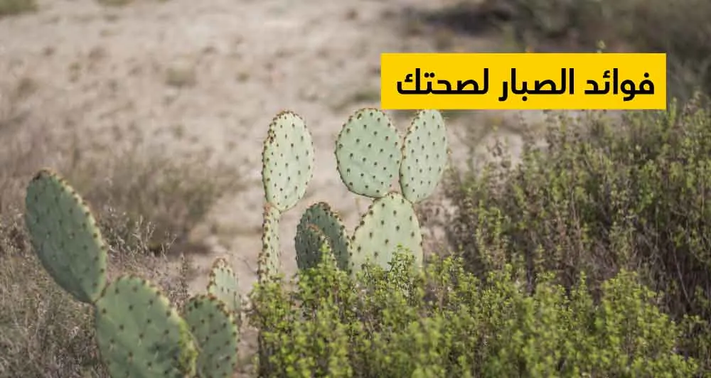 فوائد الصبار لصحتك